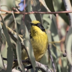 Lichenostomus melanops at Conder, ACT - 30 Jul 2018 02:29 PM