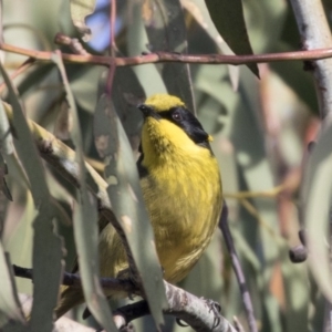 Lichenostomus melanops at Conder, ACT - 30 Jul 2018