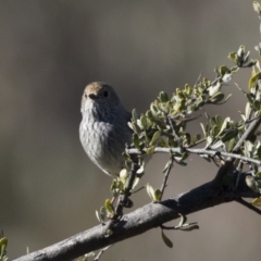 Acanthiza pusilla (Brown Thornbill) at Conder, ACT - 30 Jul 2018 by Alison Milton