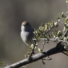 Acanthiza pusilla (Brown Thornbill) at Tuggeranong Hill - 30 Jul 2018 by Alison Milton