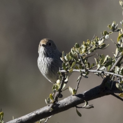 Acanthiza pusilla (Brown Thornbill) at Tuggeranong Hill - 30 Jul 2018 by AlisonMilton