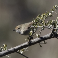 Acanthiza pusilla at Conder, ACT - 30 Jul 2018