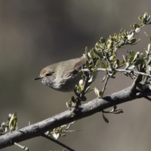 Acanthiza pusilla at Conder, ACT - 30 Jul 2018