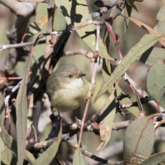 Acanthiza reguloides (Buff-rumped Thornbill) at Conder, ACT - 30 Jul 2018 by Alison Milton
