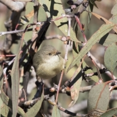Acanthiza reguloides (Buff-rumped Thornbill) at Conder, ACT - 30 Jul 2018 by AlisonMilton