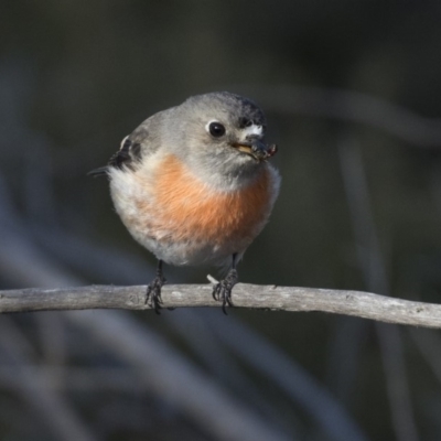 Petroica boodang (Scarlet Robin) at Tuggeranong Hill - 30 Jul 2018 by AlisonMilton