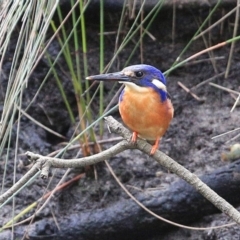 Ceyx azureus (Azure Kingfisher) at Burrill Lake, NSW - 7 Jul 2014 by Charles Dove