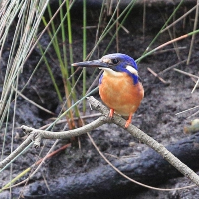 Ceyx azureus (Azure Kingfisher) at Wairo Beach and Dolphin Point - 7 Jul 2014 by Charles Dove