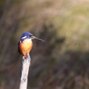 Ceyx azureus at Burrill Lake, NSW - 8 Jul 2014