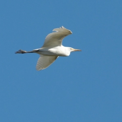 Bubulcus coromandus (Eastern Cattle Egret) at Undefined - 11 Jul 2016 by CharlesDove