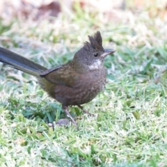 Psophodes olivaceus (Eastern Whipbird) at Undefined - 8 Jul 2016 by CharlesDove