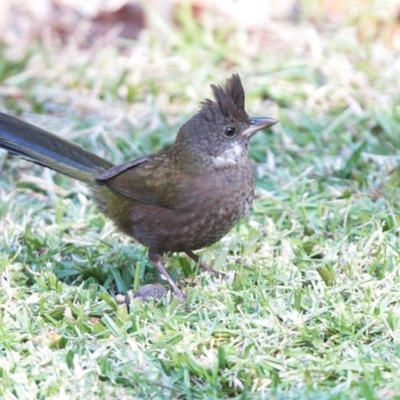 Psophodes olivaceus (Eastern Whipbird) at Undefined - 7 Jul 2016 by CharlesDove