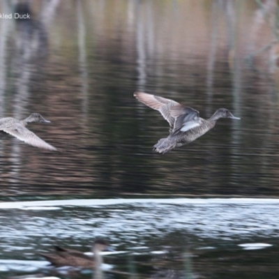 Stictonetta naevosa (Freckled Duck) at Wairo Beach and Dolphin Point - 8 Jul 2014 by Charles Dove