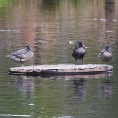 Stictonetta naevosa at Burrill Lake, NSW - 9 Jul 2014 12:00 AM