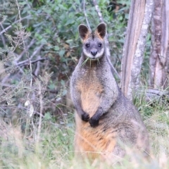 Wallabia bicolor (Swamp Wallaby) at Morton National Park - 6 Jul 2014 by Charles Dove