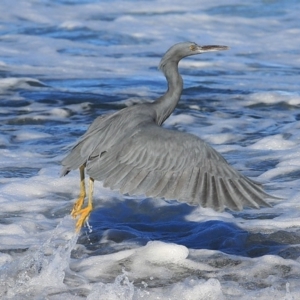 Egretta sacra at Ulladulla, NSW - 5 Jul 2014