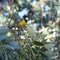 Pachycephala pectoralis (Golden Whistler) at Ulladulla, NSW - 2 Jul 2014 by CharlesDove
