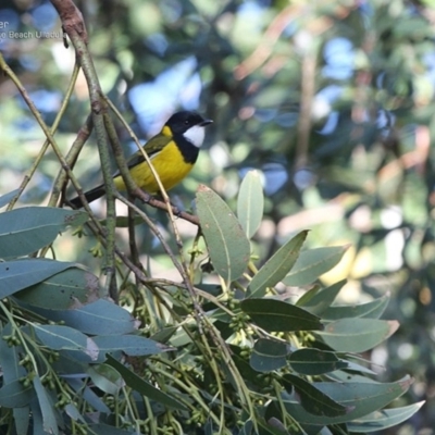 Pachycephala pectoralis (Golden Whistler) at Ulladulla, NSW - 2 Jul 2014 by CharlesDove