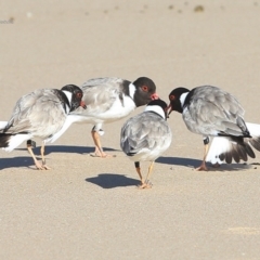 Charadrius rubricollis (Hooded Plover) at South Pacific Heathland Reserve - 2 Jul 2014 by CharlesDove