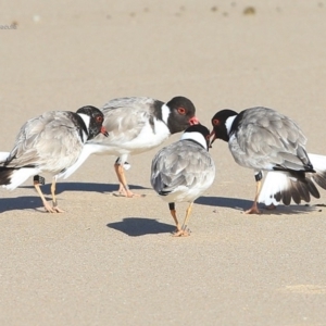 Charadrius rubricollis at suppressed - suppressed