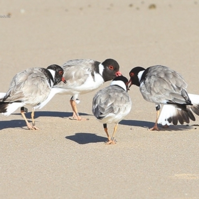 Charadrius rubricollis (Hooded Plover) at South Pacific Heathland Reserve - 2 Jul 2014 by CharlesDove