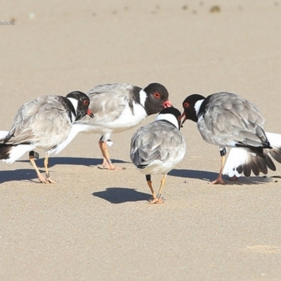 Charadrius rubricollis (Hooded Plover) at South Pacific Heathland Reserve - 1 Jul 2014 by Charles Dove