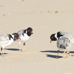 Charadrius rubricollis at suppressed - suppressed