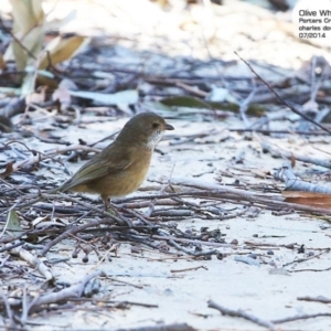 Pachycephala olivacea at Morton National Park - 7 Jul 2014