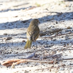 Pachycephala olivacea at Morton National Park - suppressed