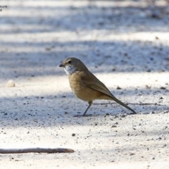 Pachycephala olivacea at Morton National Park - suppressed