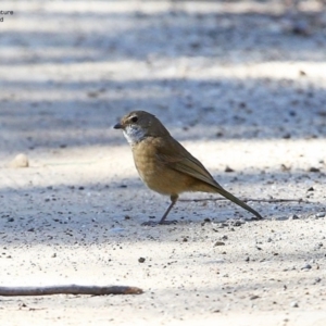 Pachycephala olivacea at Morton National Park - 7 Jul 2014