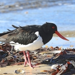 Haematopus longirostris (Australian Pied Oystercatcher) at Batemans Marine Park - 4 Jul 2014 by CharlesDove