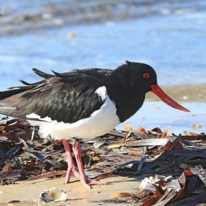 Haematopus longirostris at Batemans Marine Park - 4 Jul 2014