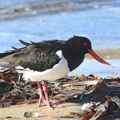 Haematopus longirostris (Australian Pied Oystercatcher) at Batemans Marine Park - 4 Jul 2014 by CharlesDove