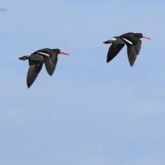 Haematopus longirostris at Batemans Marine Park - 4 Jul 2014