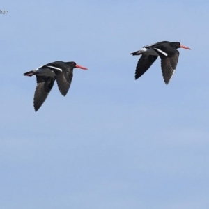 Haematopus longirostris at Batemans Marine Park - 4 Jul 2014