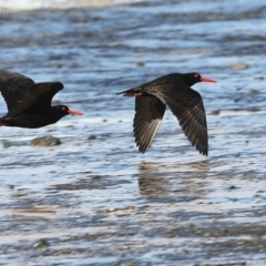 Haematopus fuliginosus (Sooty Oystercatcher) at Ulladulla, NSW - 1 Jul 2014 by Charles Dove