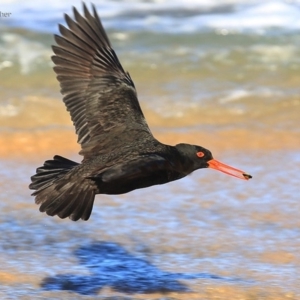 Haematopus fuliginosus at Ulladulla, NSW - suppressed