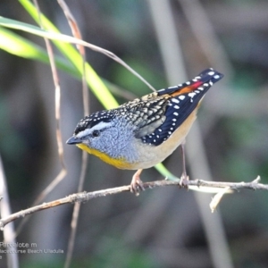 Pardalotus punctatus at Ulladulla, NSW - 2 Jul 2014