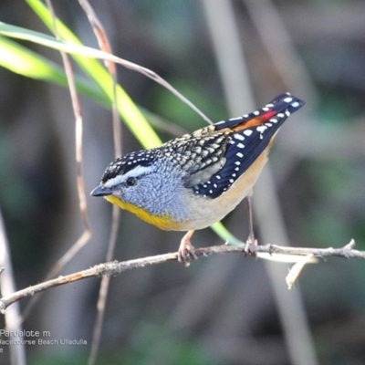 Pardalotus punctatus (Spotted Pardalote) at Ulladulla, NSW - 2 Jul 2014 by CharlesDove