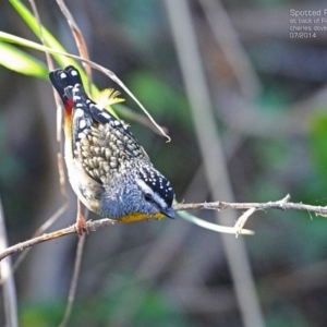 Pardalotus punctatus at Ulladulla, NSW - 2 Jul 2014