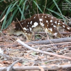 Dasyurus maculatus (Spotted-tailed Quoll) at Morton National Park - 1 Jul 2014 by Charles Dove