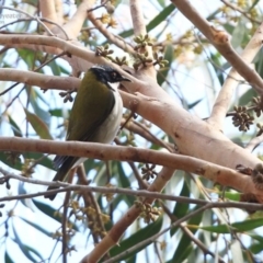 Melithreptus lunatus (White-naped Honeyeater) at Morton National Park - 7 Jul 2014 by CharlesDove