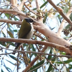 Melithreptus lunatus at Morton National Park - 7 Jul 2014