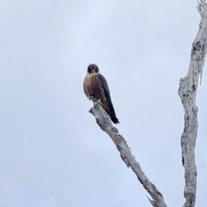 Falco longipennis at Wamboin, NSW - 29 Jul 2018