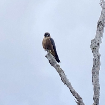 Falco longipennis (Australian Hobby) at Wamboin, NSW - 29 Jul 2018 by LSP