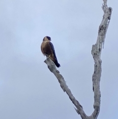 Falco longipennis at Wamboin, NSW - 29 Jul 2018 11:28 AM