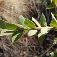 Acacia vestita at Belconnen, ACT - 30 Jul 2018