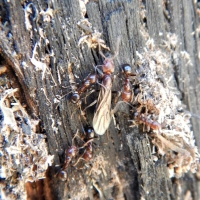 Papyrius nitidus (Shining Coconut Ant) at Belconnen, ACT - 29 Jul 2018 by CathB