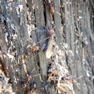 Papyrius nitidus at Belconnen, ACT - suppressed